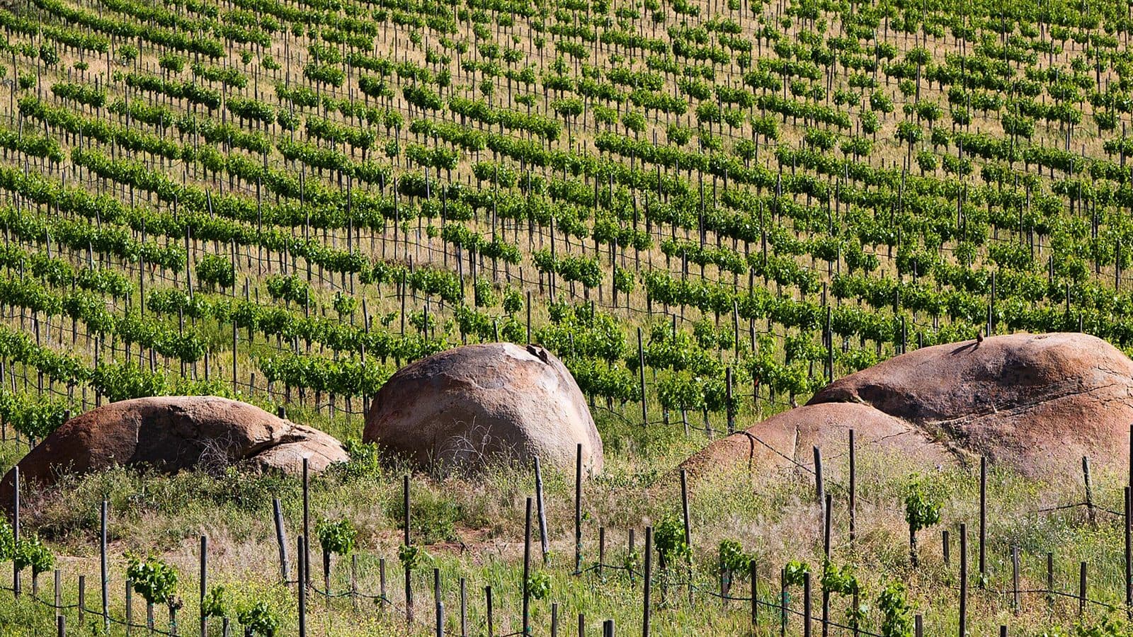 Paisaje del Valle de Guadalupe, Baja California