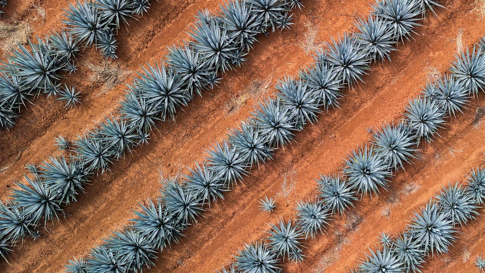 Campo de agave en Jalisco